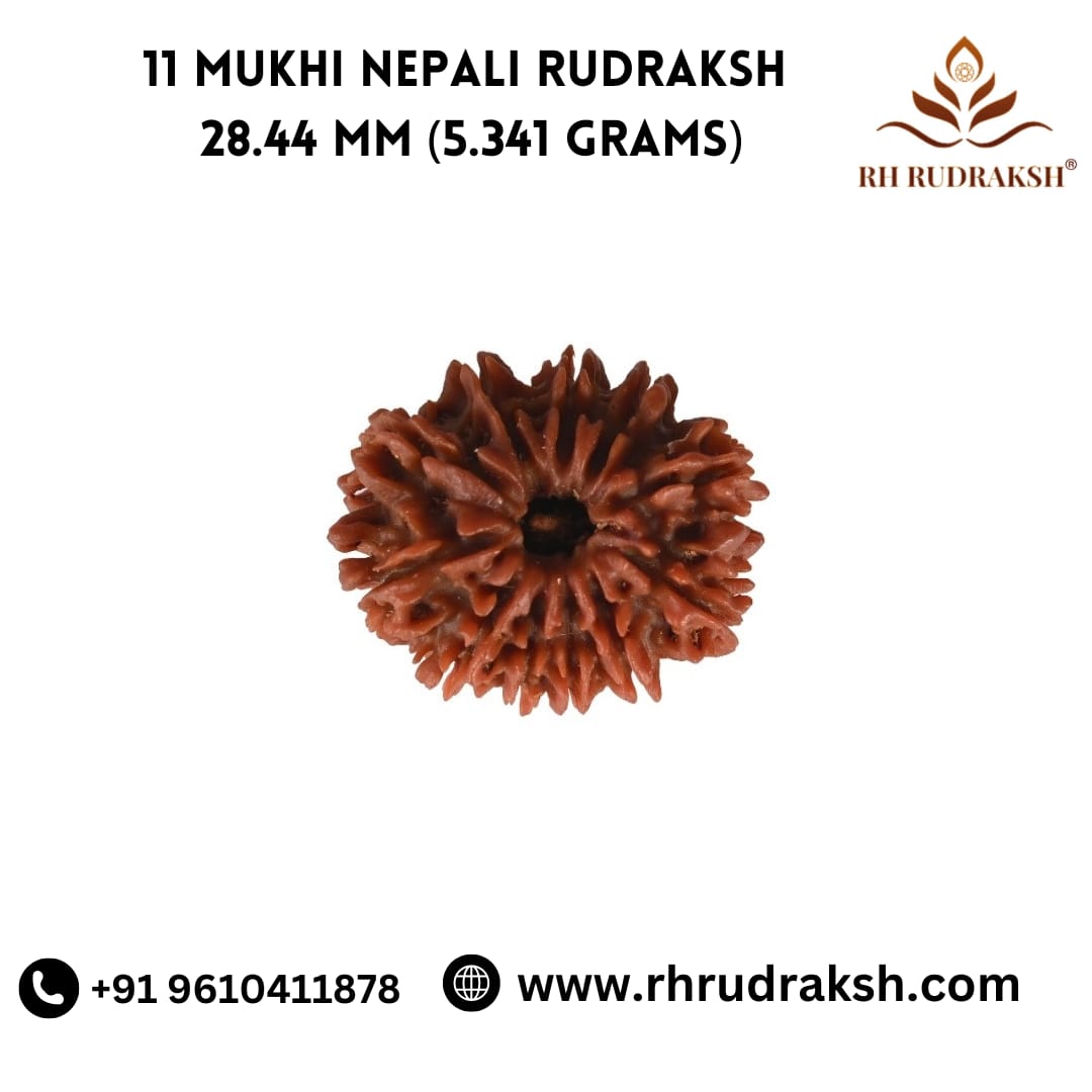 Natural 11 Mukhi Collector Rudraksh Nepali
