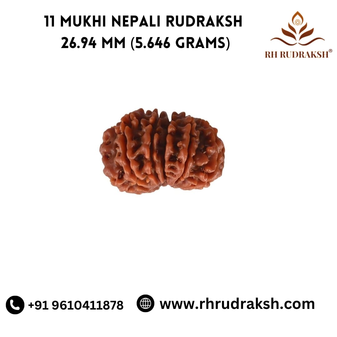 Natural 11 Mukhi Collector Rudraksh Nepali