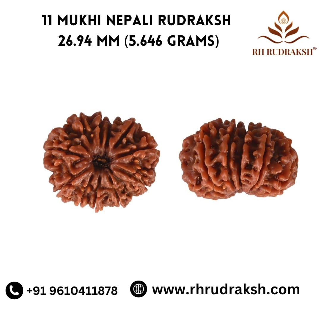 Natural 11 Mukhi Collector Rudraksh Nepali