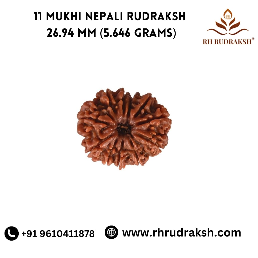 Natural 11 Mukhi Collector Rudraksh Nepali