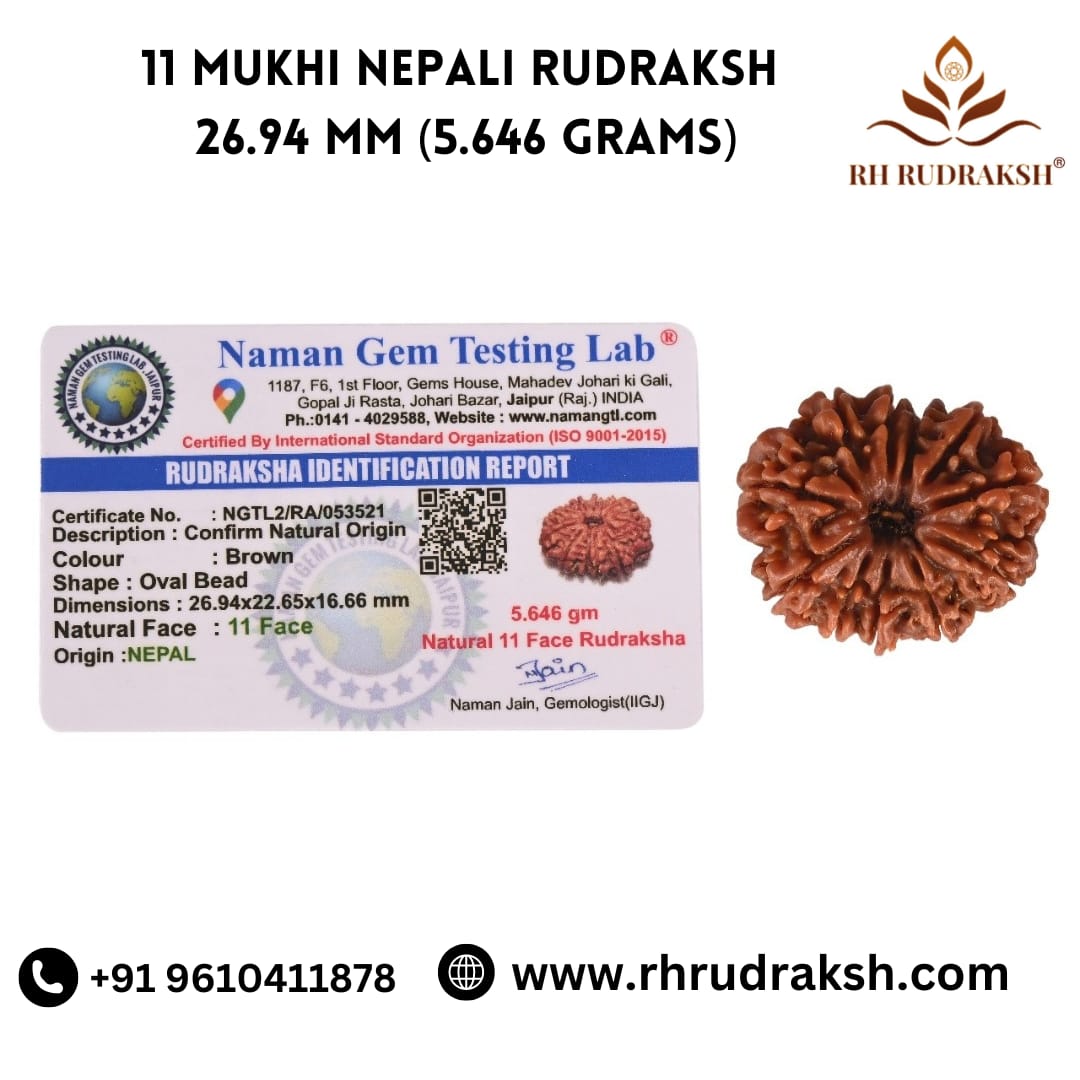 Natural 11 Mukhi Collector Rudraksh Nepali