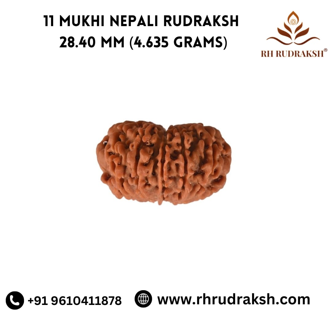 Natural 11 Mukhi Collector Rudraksh Nepali