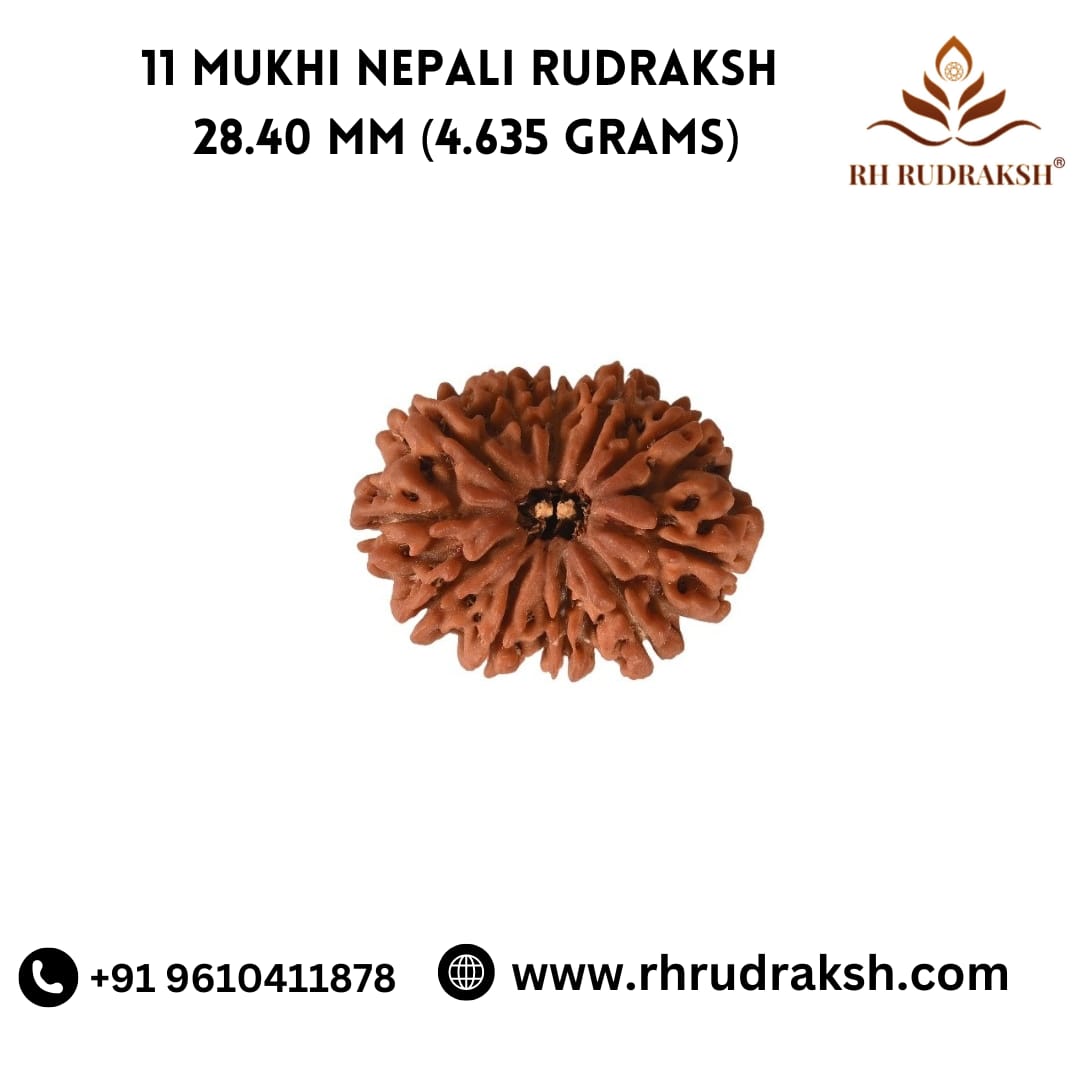 Natural 11 Mukhi Collector Rudraksh Nepali