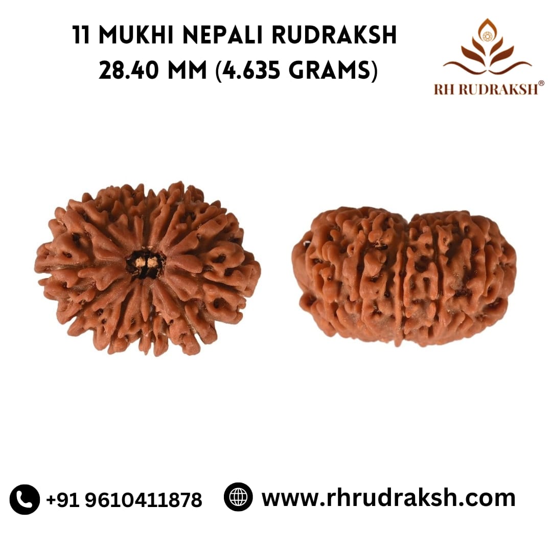 Natural 11 Mukhi Collector Rudraksh Nepali