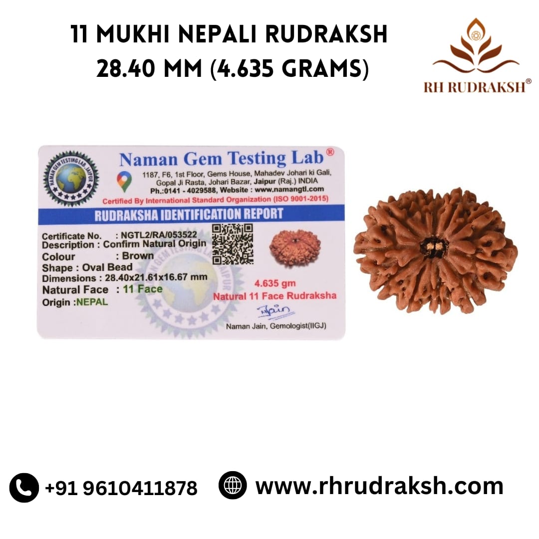 Natural 11 Mukhi Collector Rudraksh Nepali