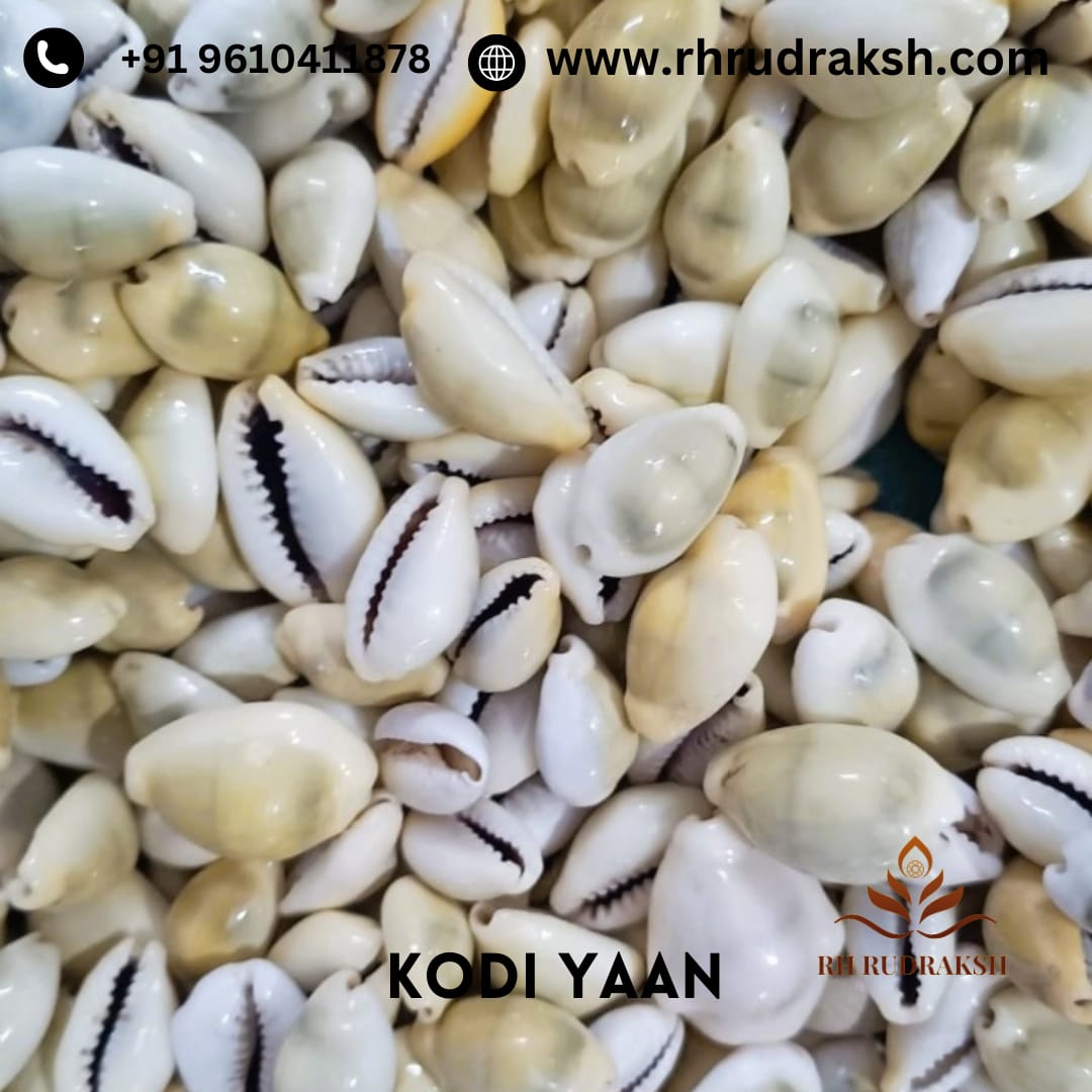 Pack of 21 Yellow Cowrie Kodi