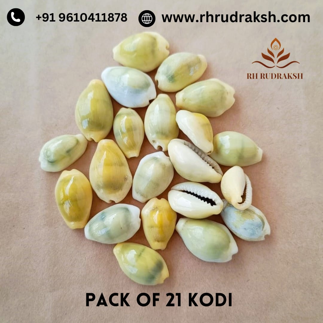 Pack of 21 Yellow Cowrie Kodi