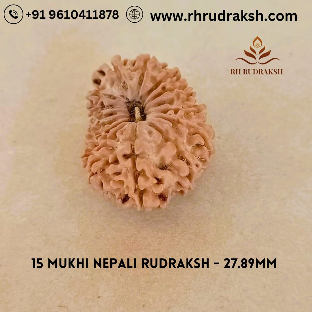 Natural 15 Mukhi RudrakshNepali