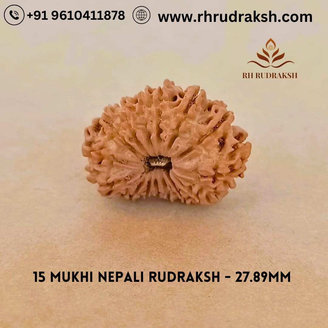 Natural 15 Mukhi RudrakshNepali