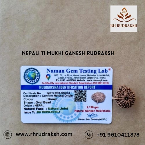 Natural Ganesh Rudraksh 11 Mukhi Nepali