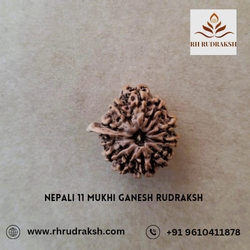 Natural Ganesh Rudraksh 11 Mukhi Nepali