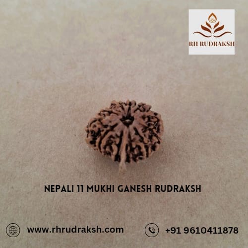 Natural Ganesh Rudraksh 11 Mukhi Nepali