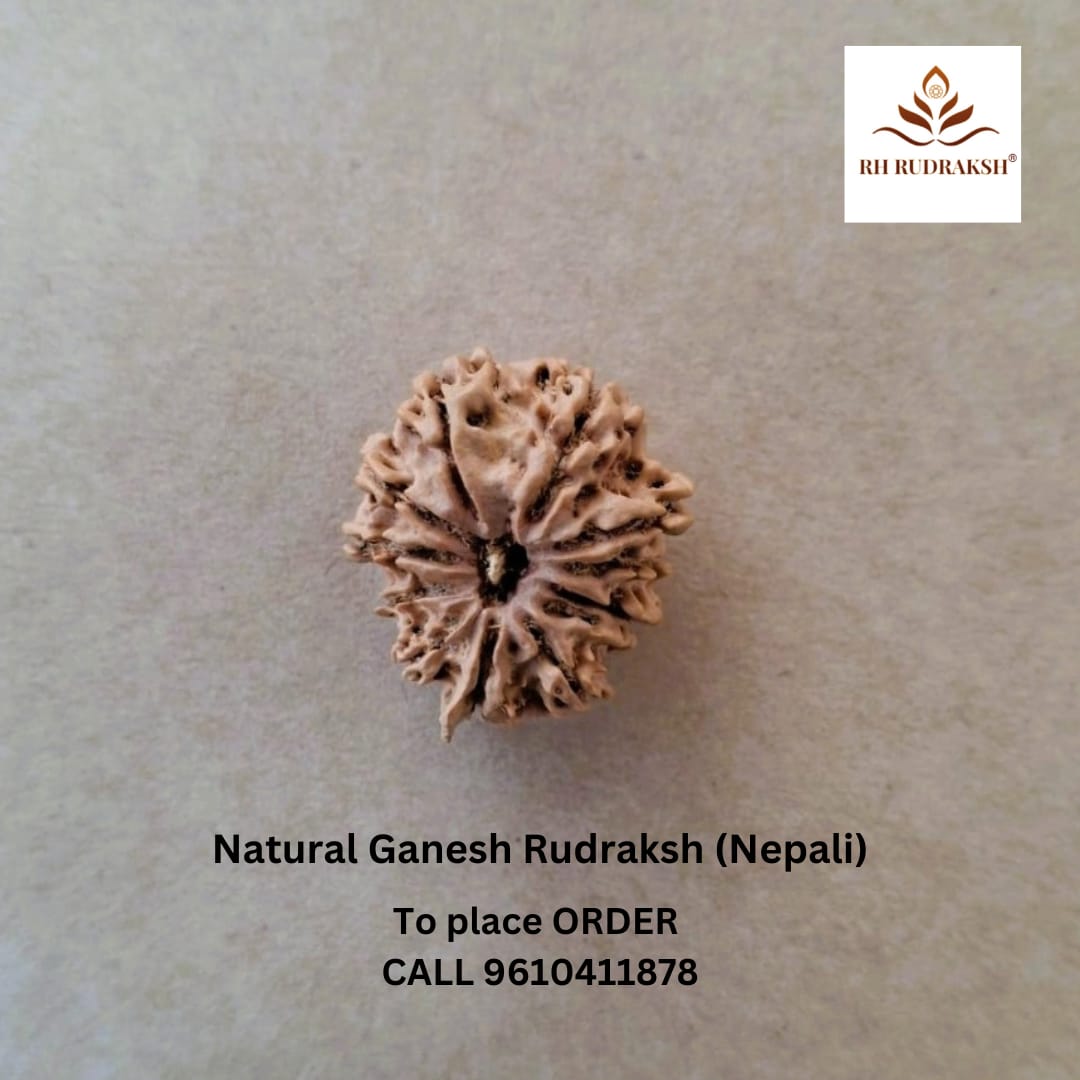 Natural Ganesh 10 Mukhi Rudraksh Nepali
