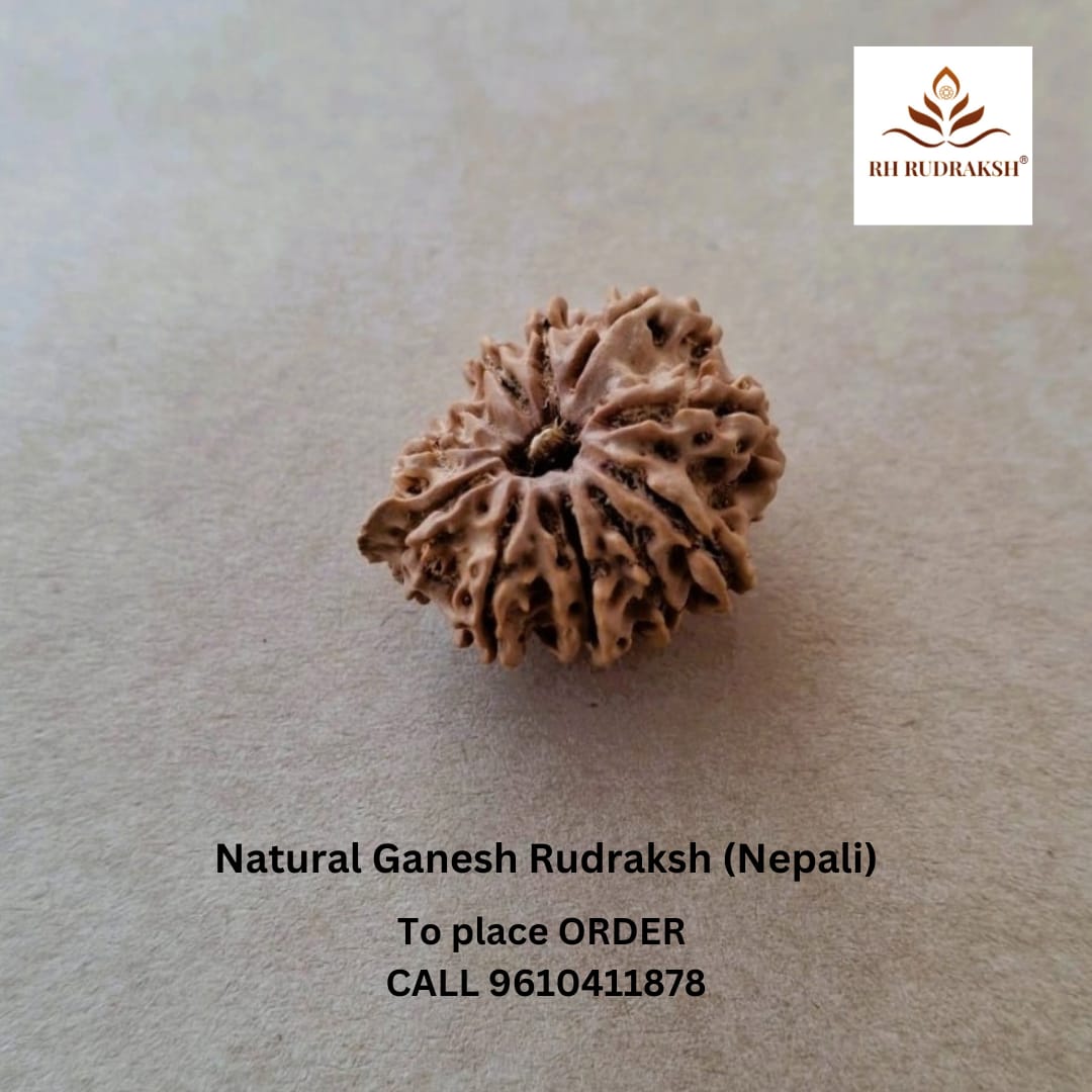 Natural Ganesh 10 Mukhi Rudraksh Nepali
