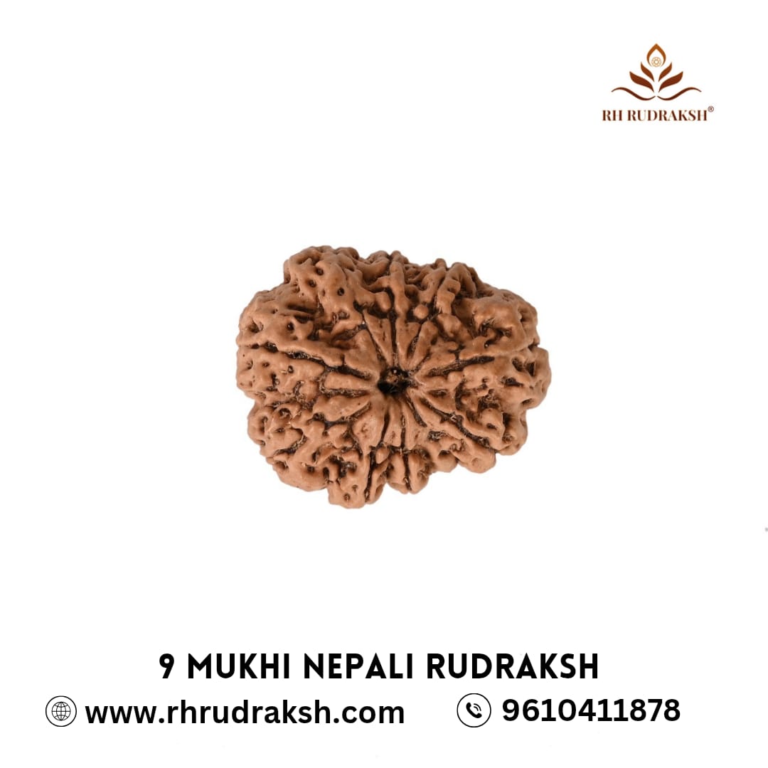 Natural 9 Mukhi Rudraksh Nepali