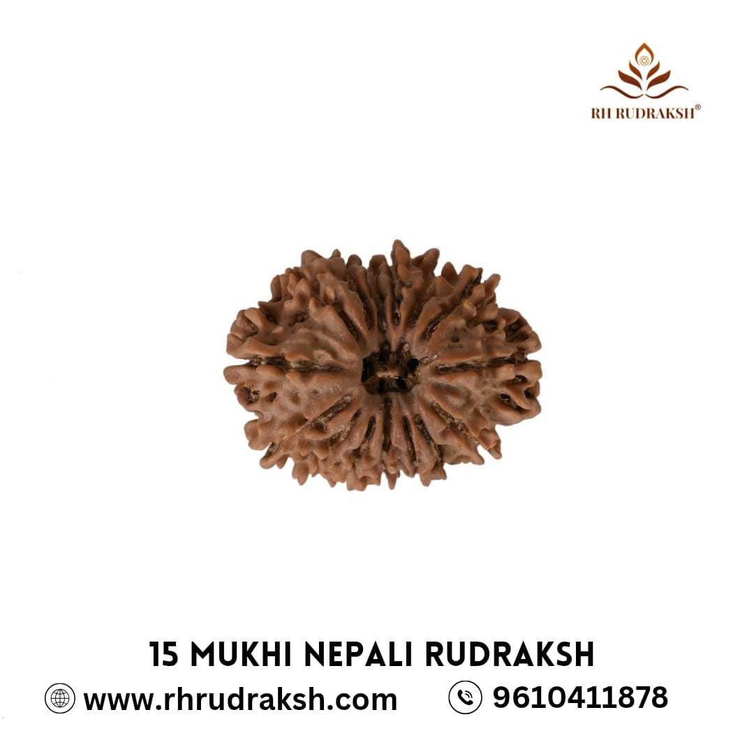 Natural 15 Mukhi RudrakshNepali
