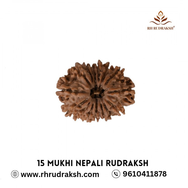 Image of Natural 15 Mukhi Rudraksh(Nepali)