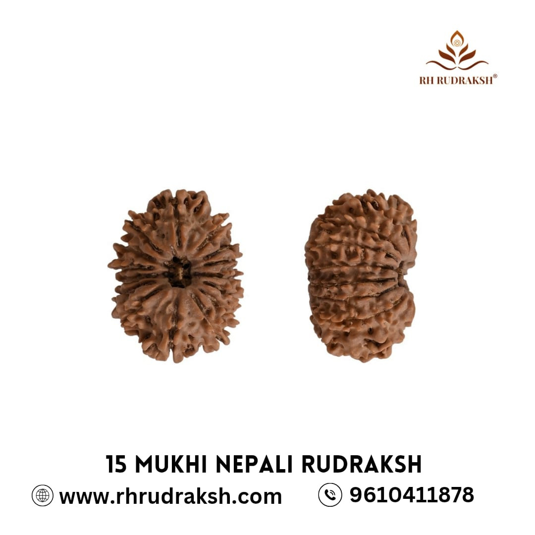 Natural 15 Mukhi RudrakshNepali