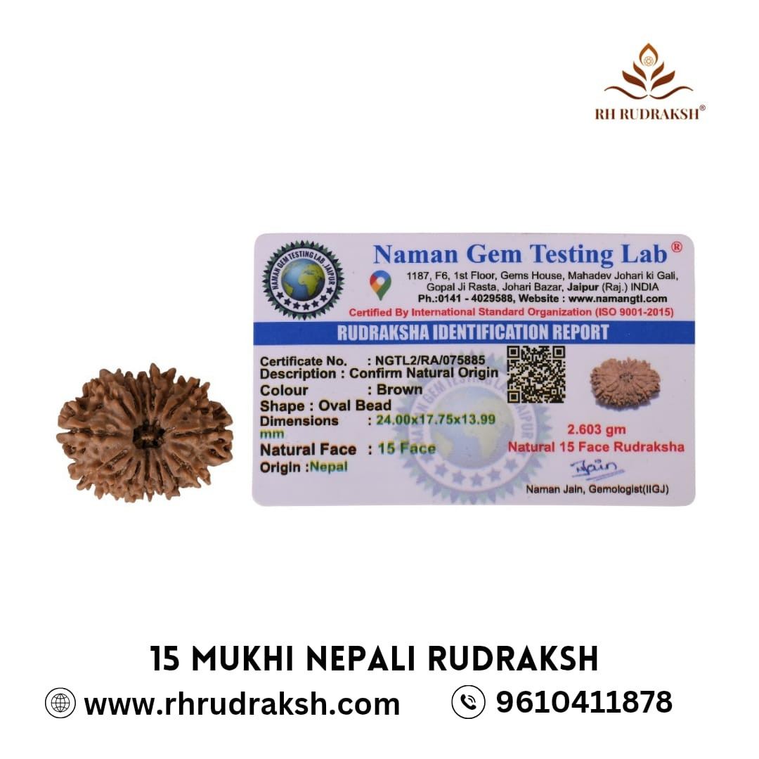 Natural 15 Mukhi RudrakshNepali