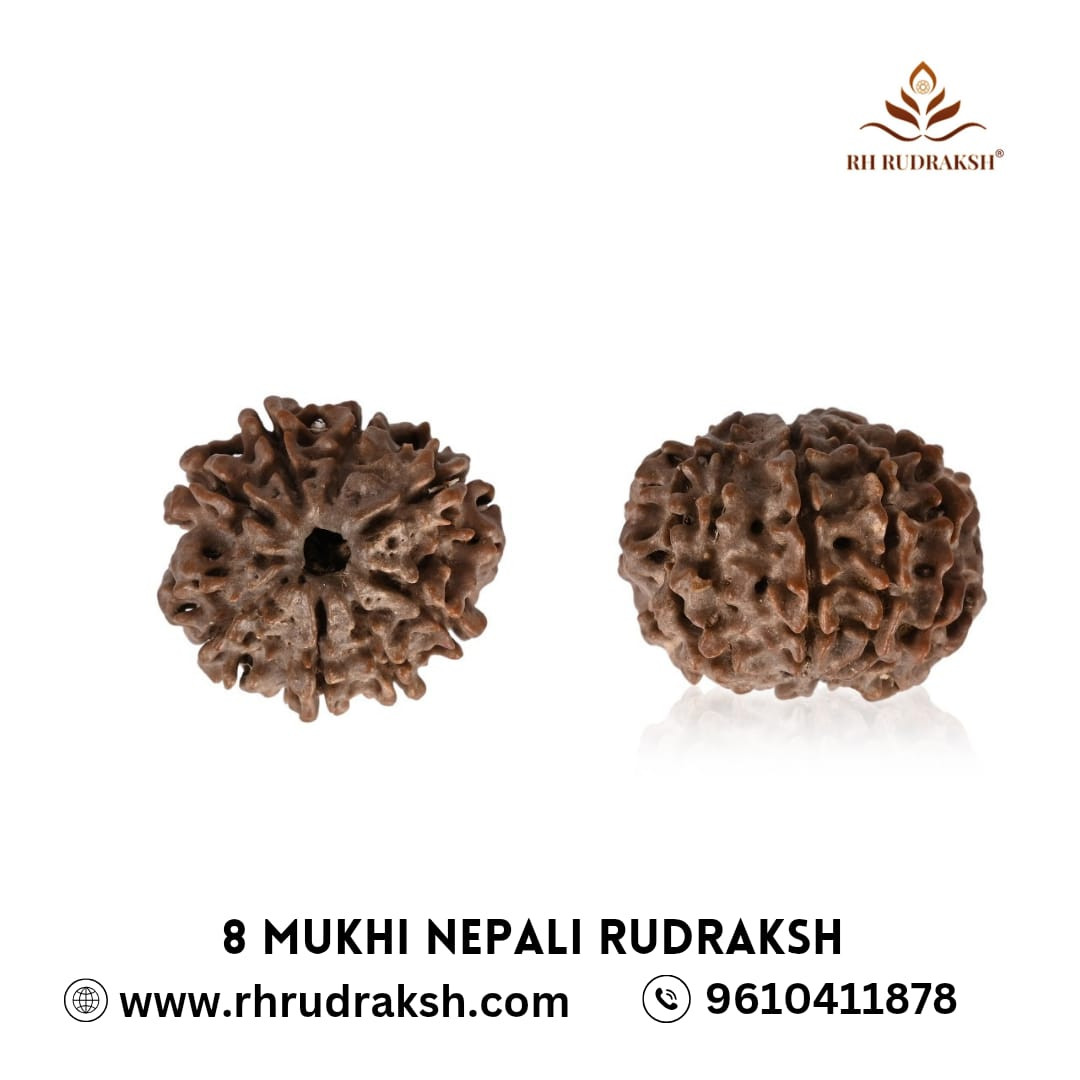 Natural 8 Mukhi Rudraksh Nepali