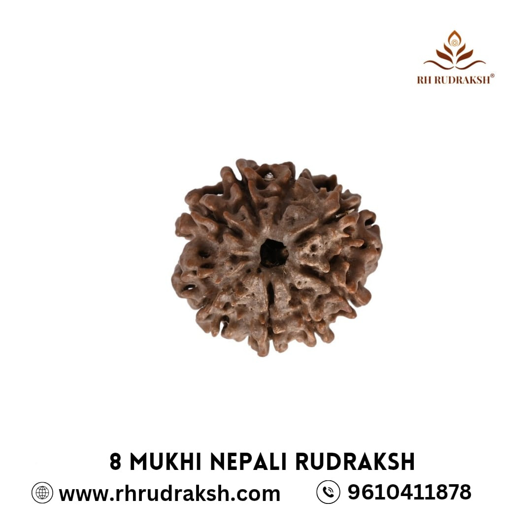 Natural 8 Mukhi Rudraksh Nepali