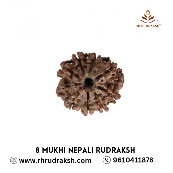 Image of Natural 8 Mukhi Rudraksh (Nepali)