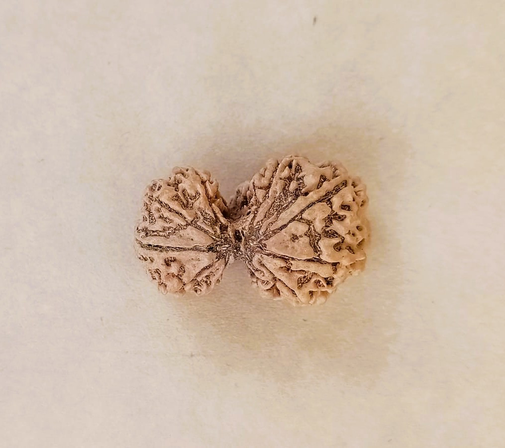 Natural Gauri Shankar Collector Rudraksh Nepali