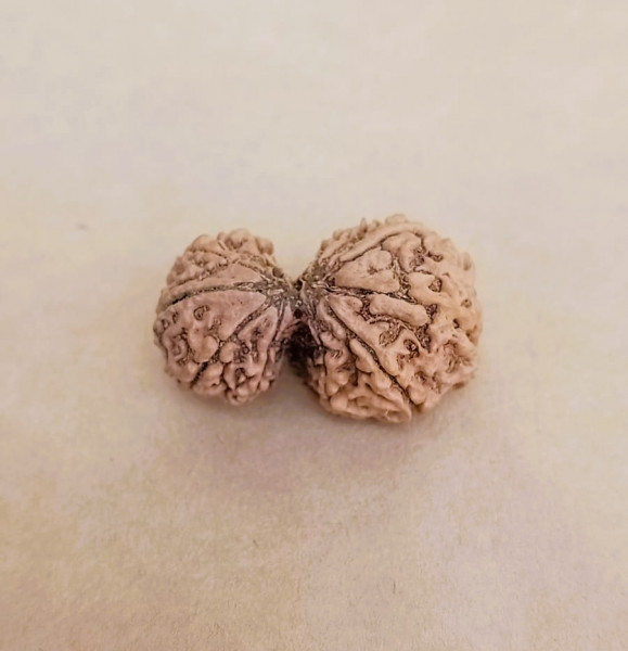 Image of Natural Gauri Shankar (Collector) Rudraksh (Nepali)