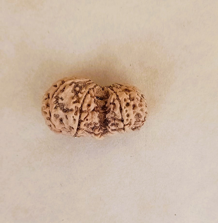 Natural Gauri Shankar Collector Rudraksh Nepali