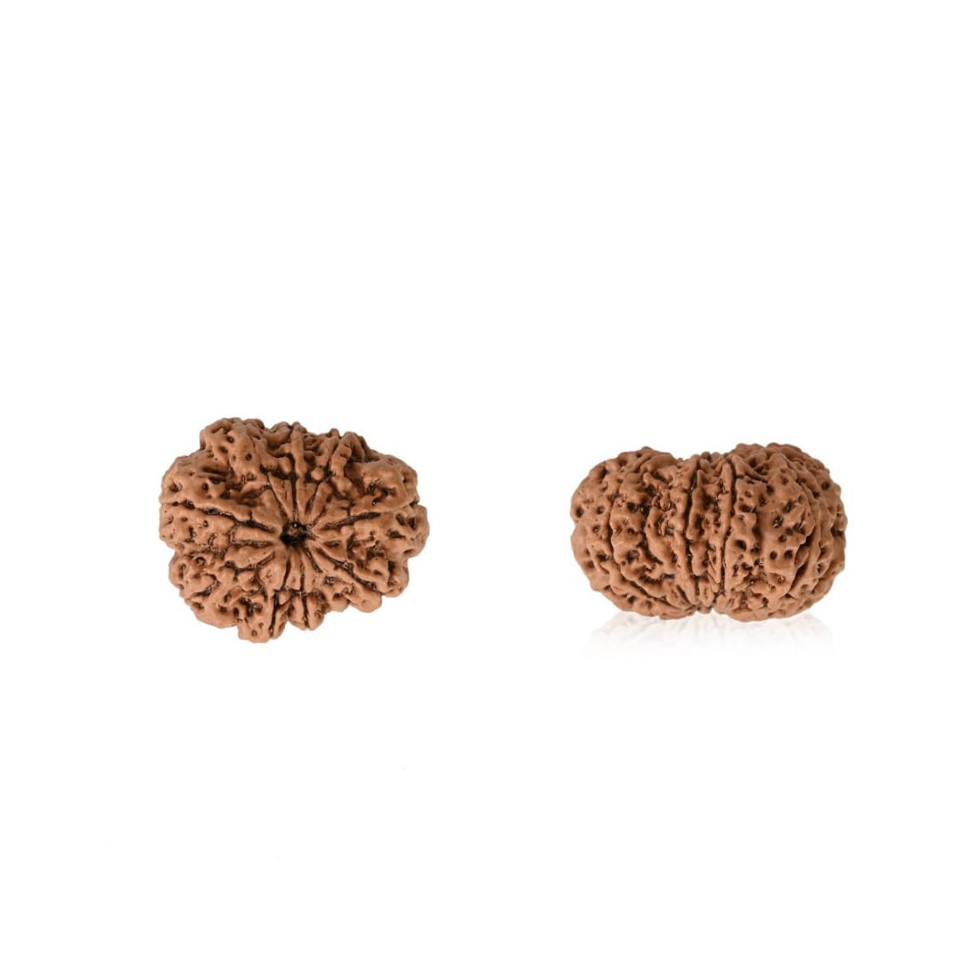 Natural 9 Mukhi Rudraksh Nepali
