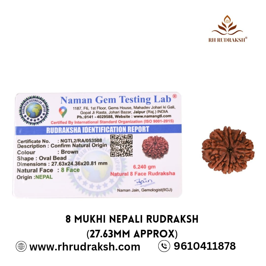 Natural 8 Mukhi Collector Rudraksh Nepali