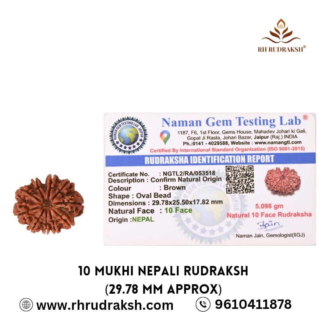 Natural 10 Mukhi Collector Rudraksh Nepali