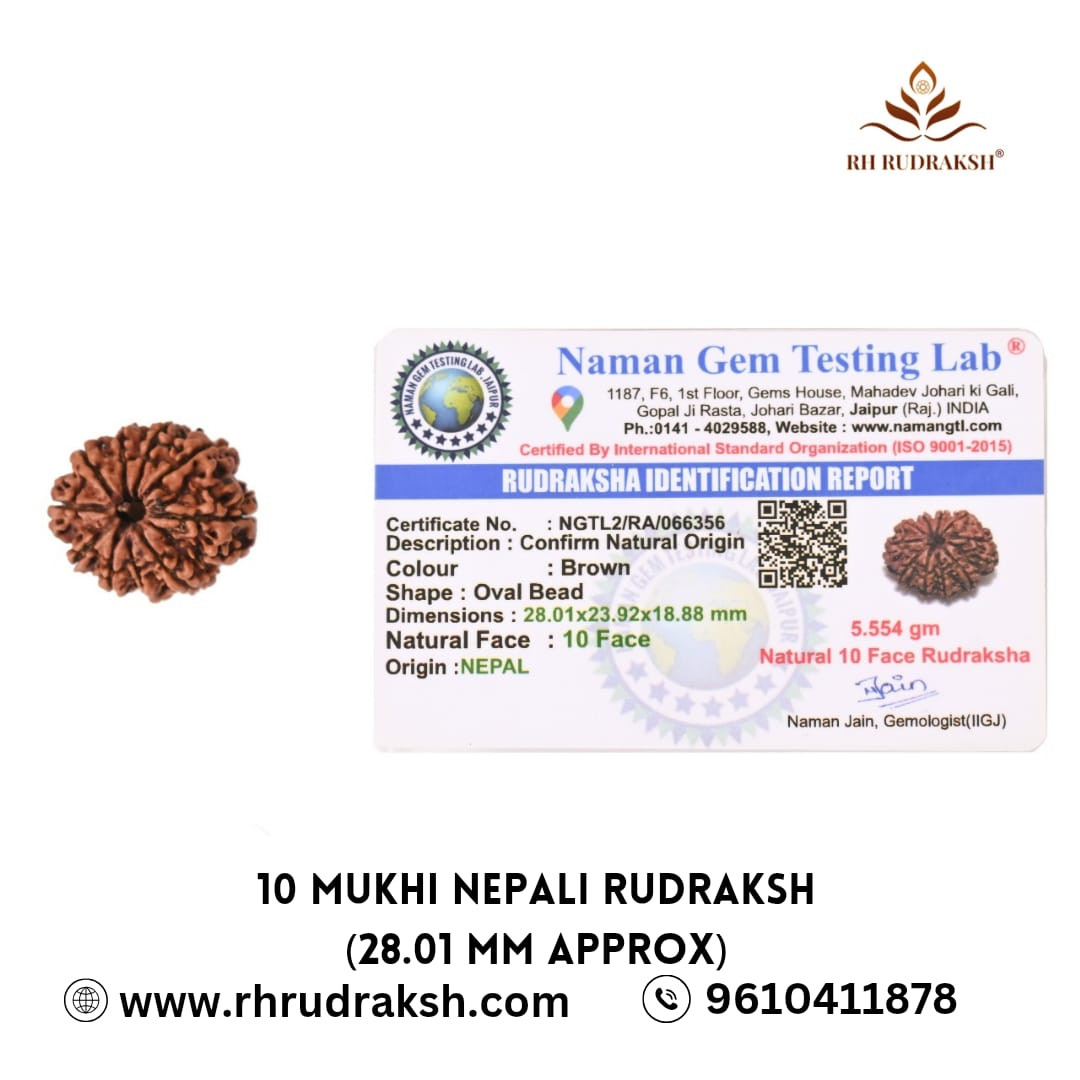 Natural 10 Mukhi Collector Rudraksh Nepali