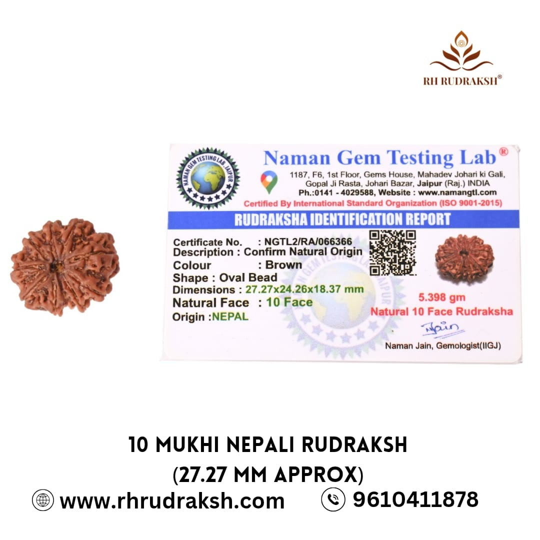 Natural 10 Mukhi Collector Rudraksh Nepali