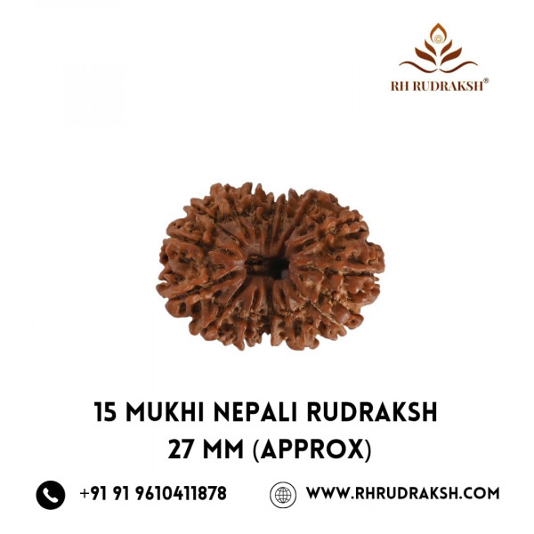 Image of Natural 15 Mukhi Rudraksh(Nepali)