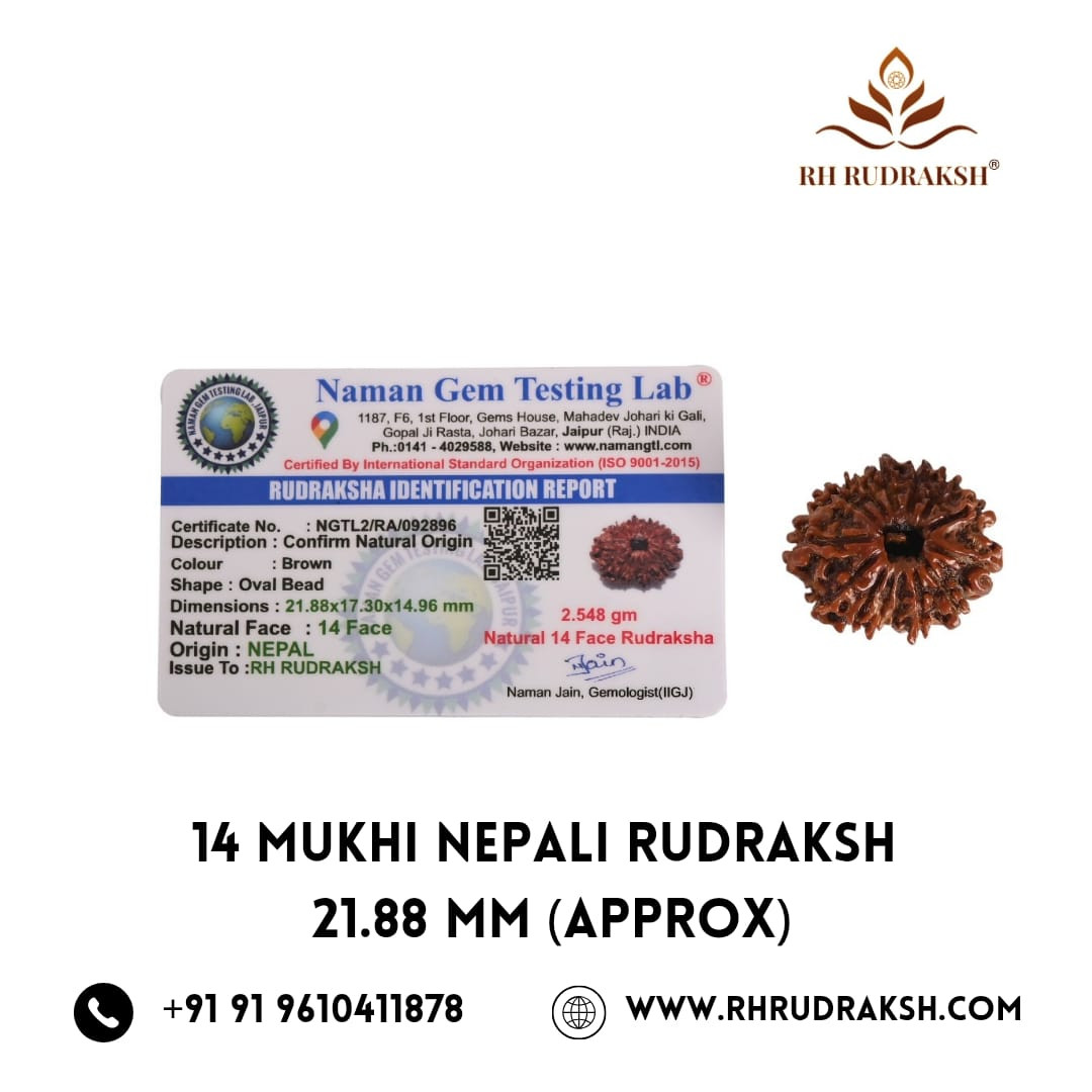 Natural 14 Mukhi Rudraksh Nepali