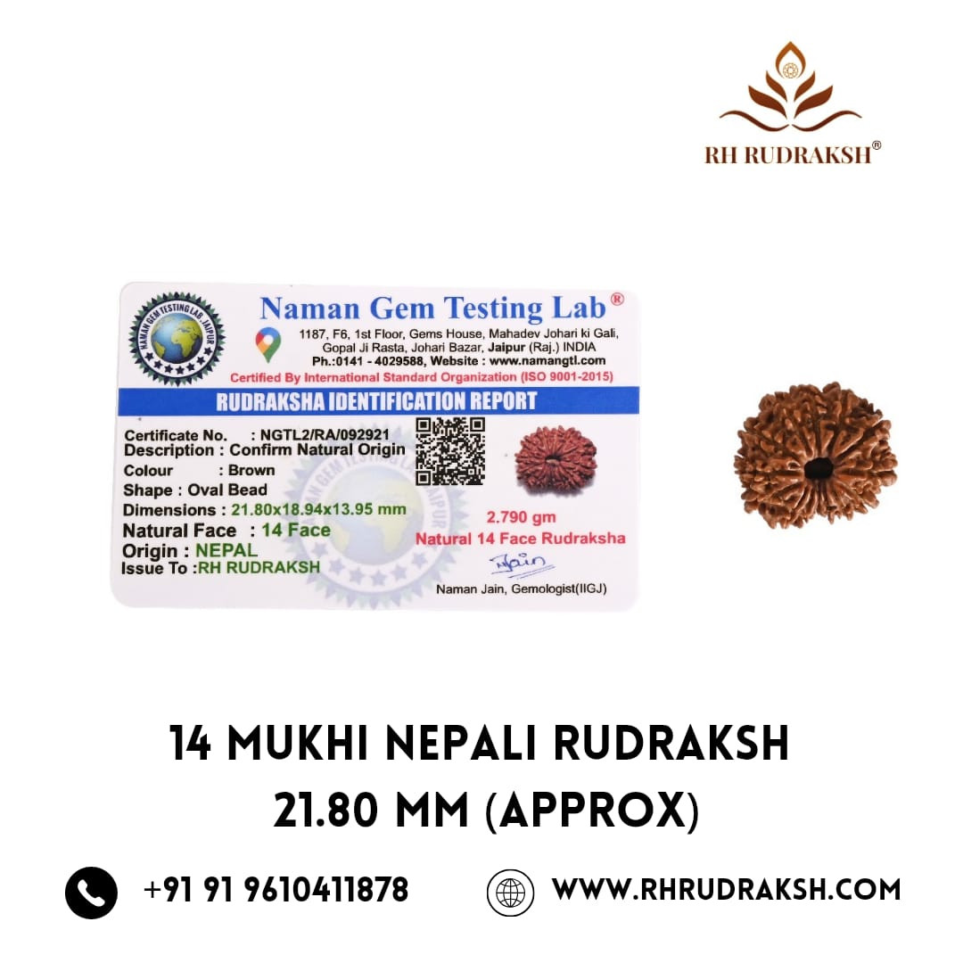 Natural 14 Mukhi Rudraksh Nepali