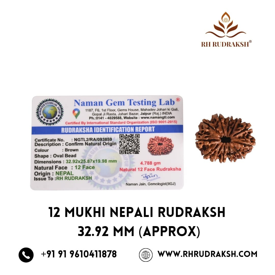 Natural 12 Mukhi Collector RudrakshNepali