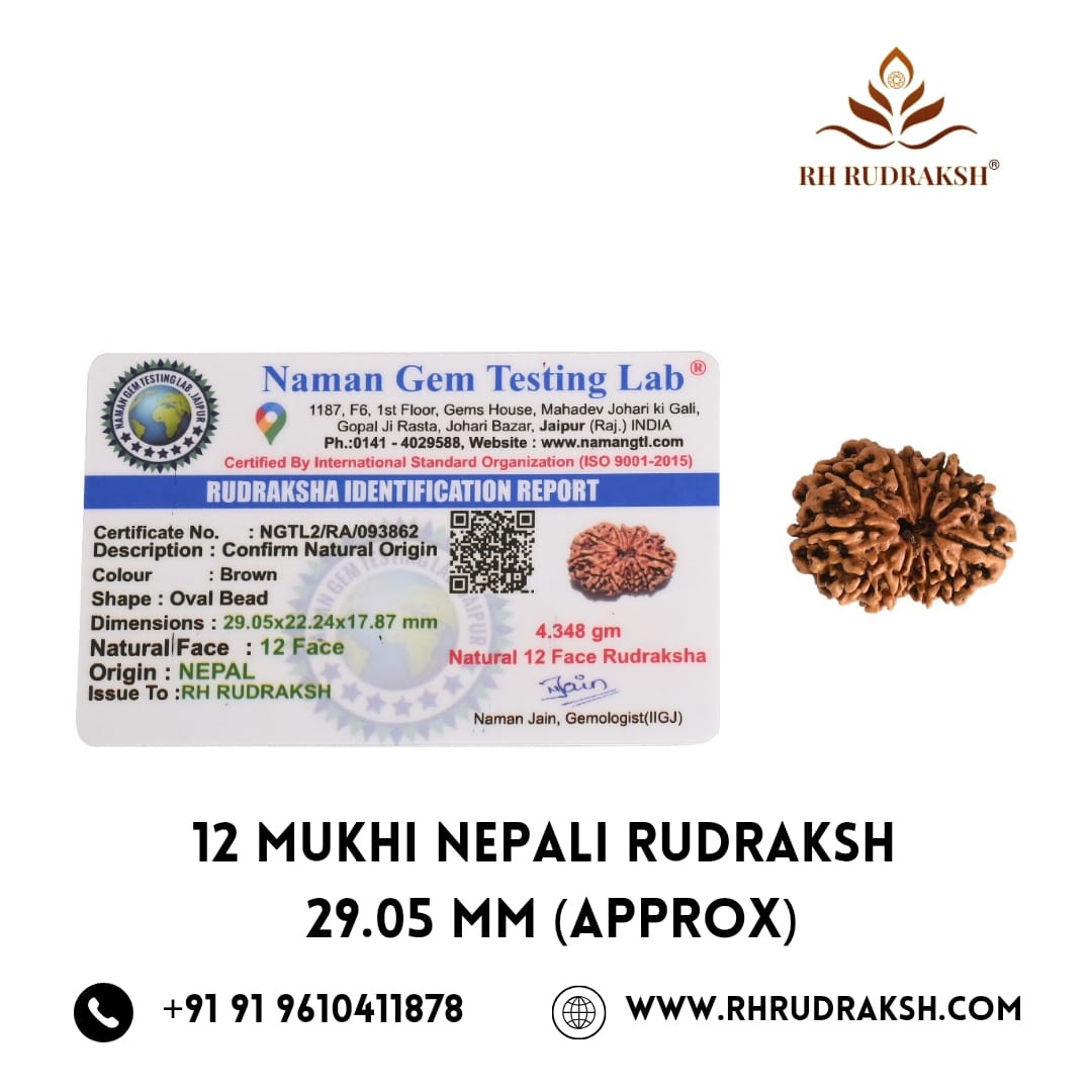 Natural 12 Mukhi Collector RudrakshNepali