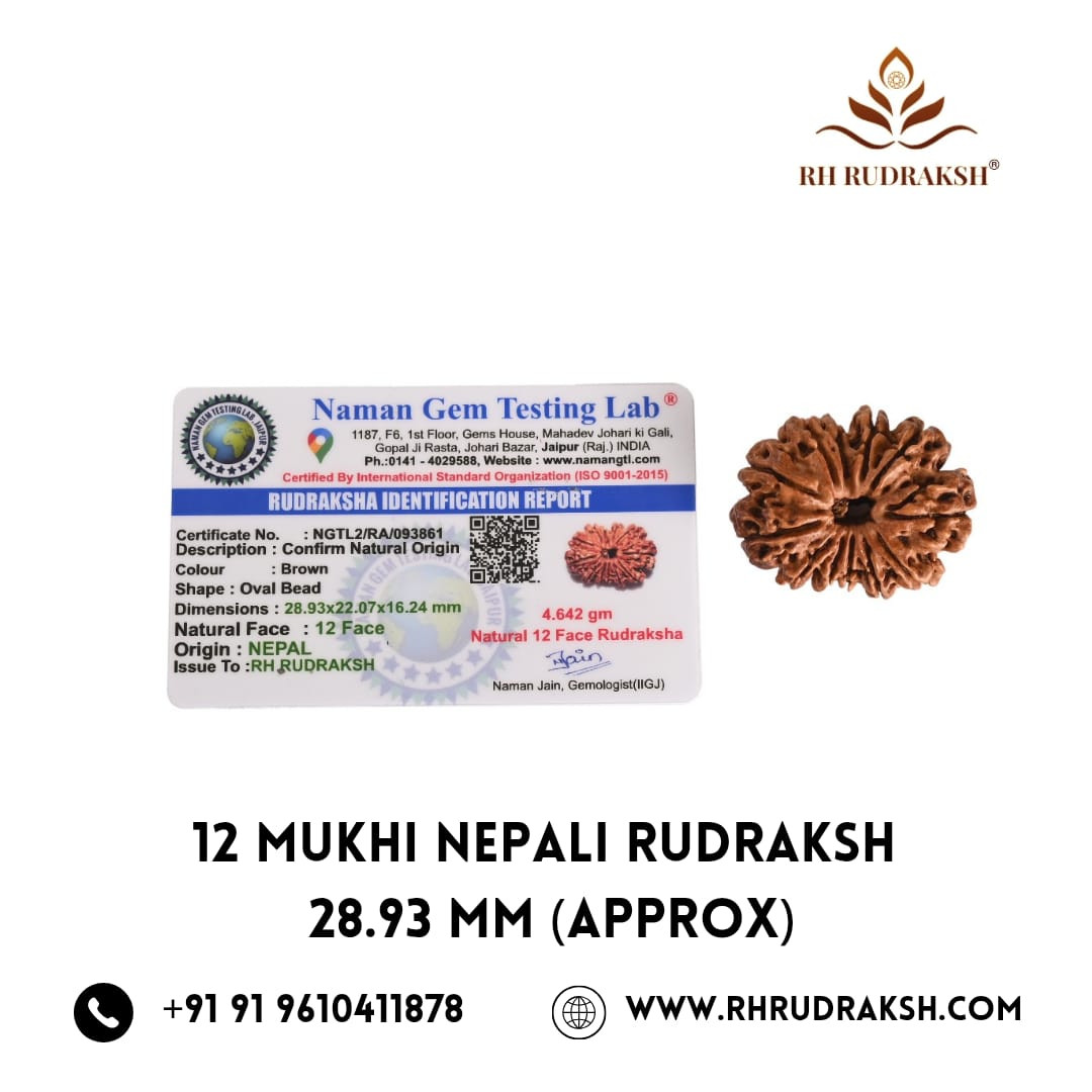 Natural 12 Mukhi Collector RudrakshNepali