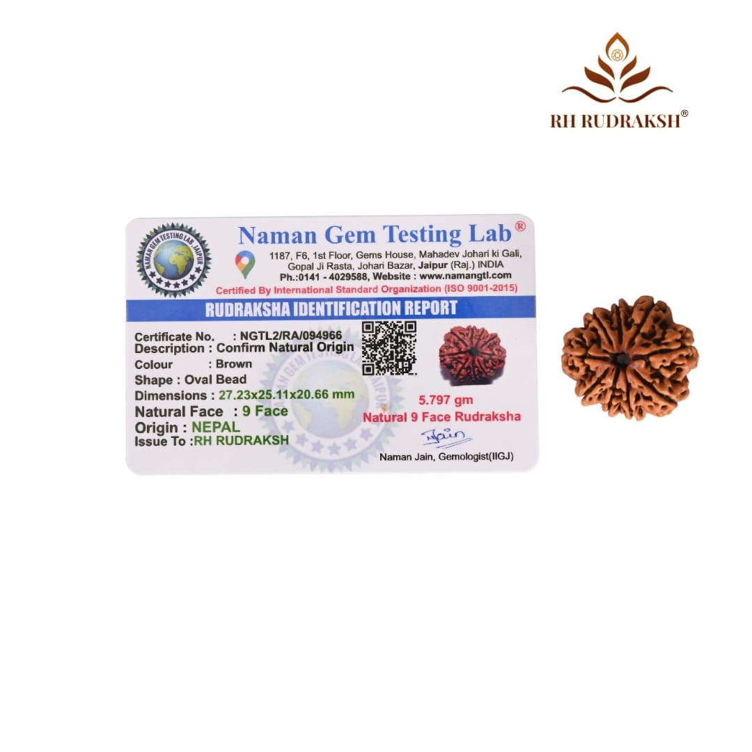 Natural 9 Mukhi Collector Rudraksh Nepali