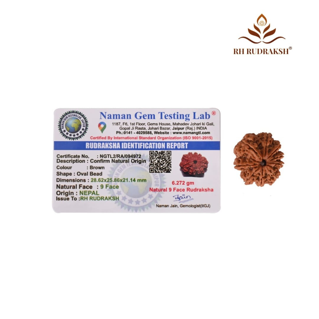 Natural 9 Mukhi Collector Rudraksh Nepali