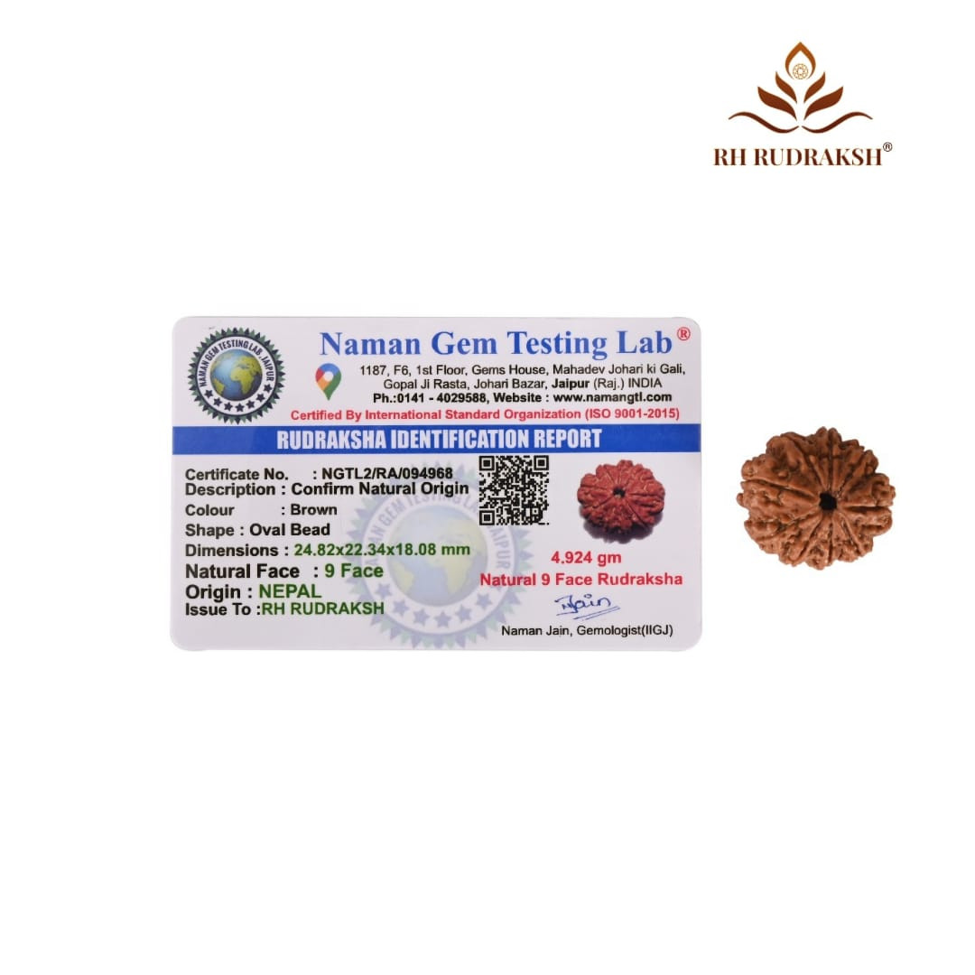 Natural 9 Mukhi Collector Rudraksh Nepali