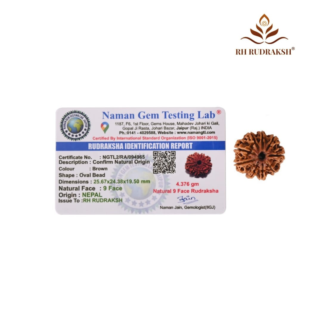 Natural 9 Mukhi Collector Rudraksh Nepali