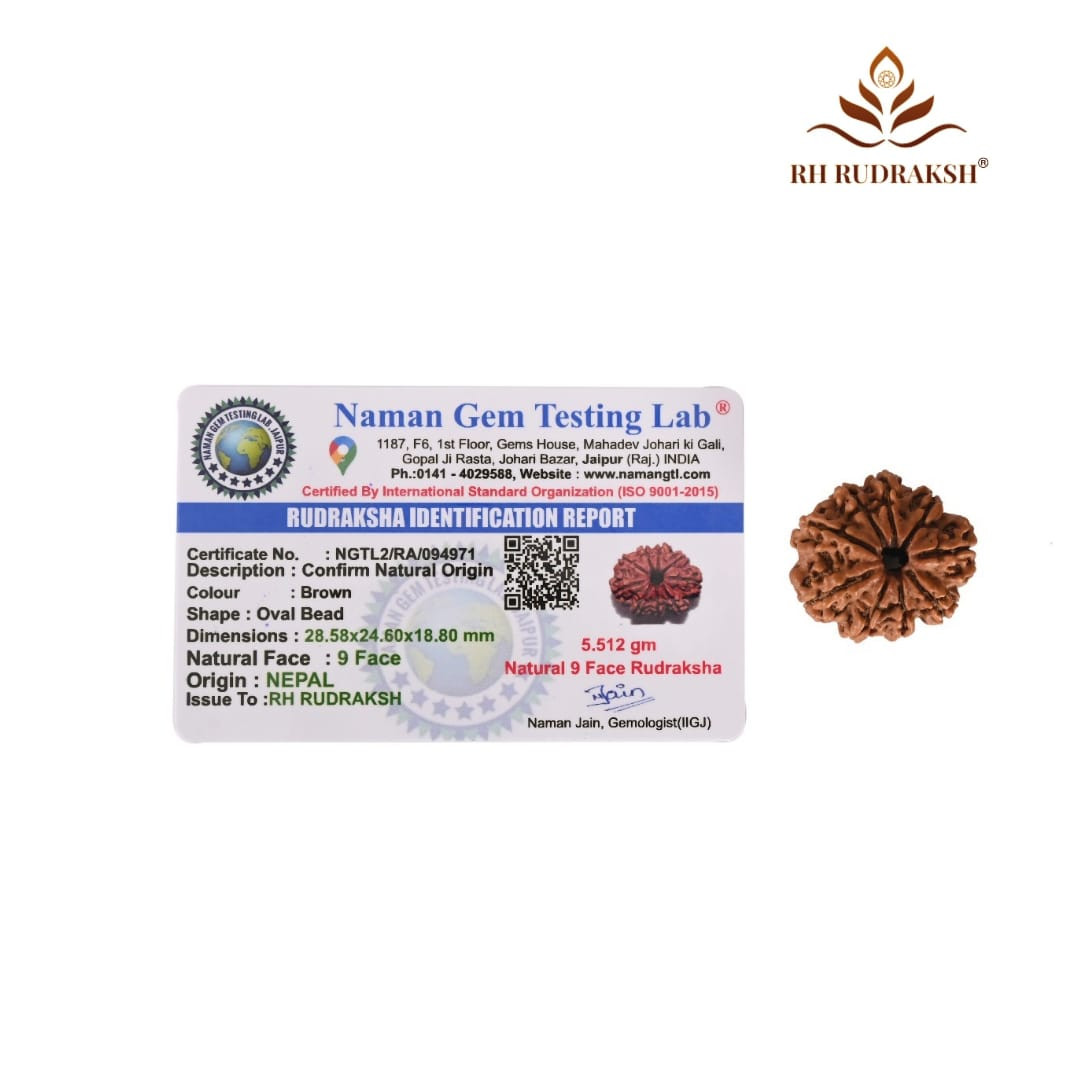 Natural 9 Mukhi Collector Rudraksh Nepali