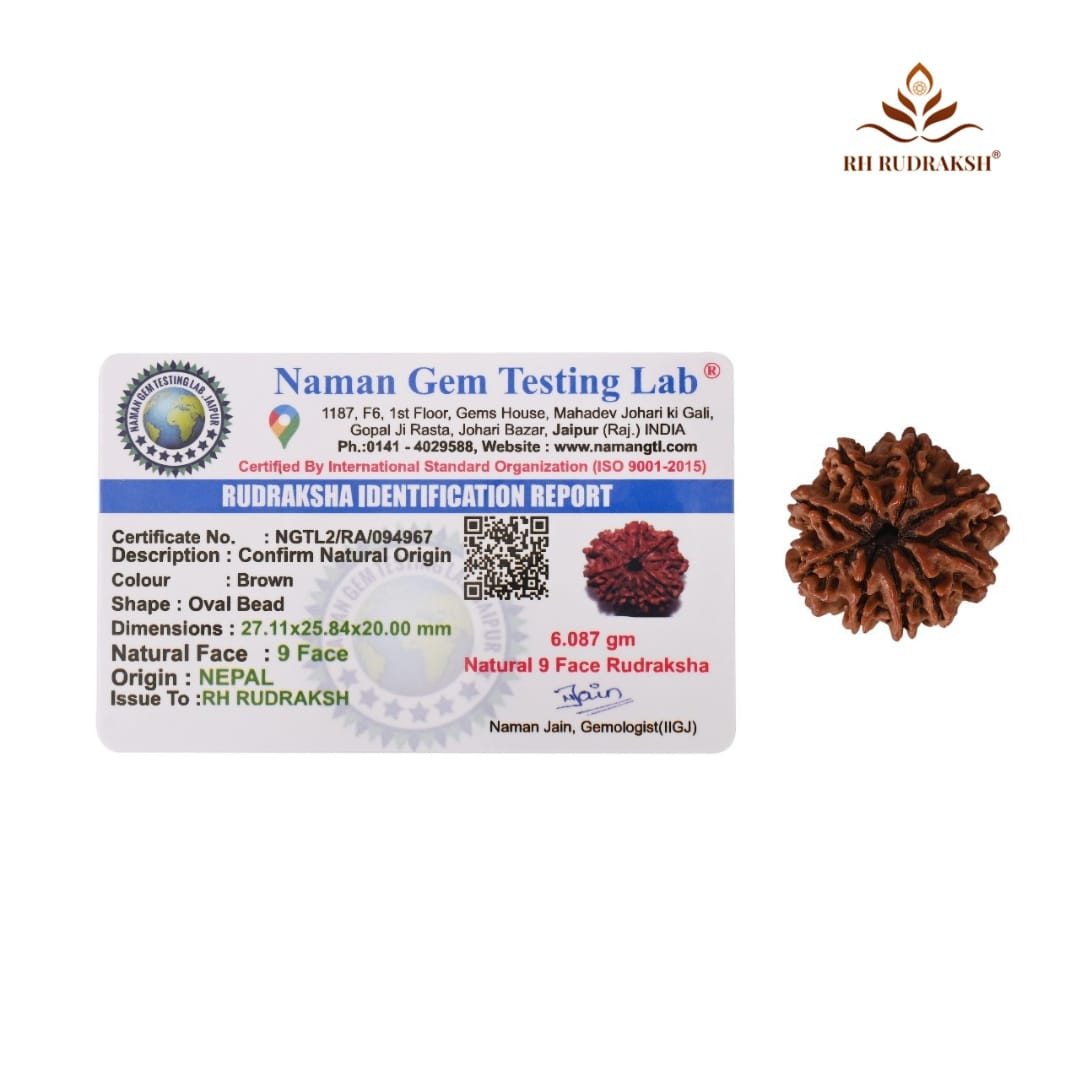 Natural 9 Mukhi Collector Rudraksh Nepali