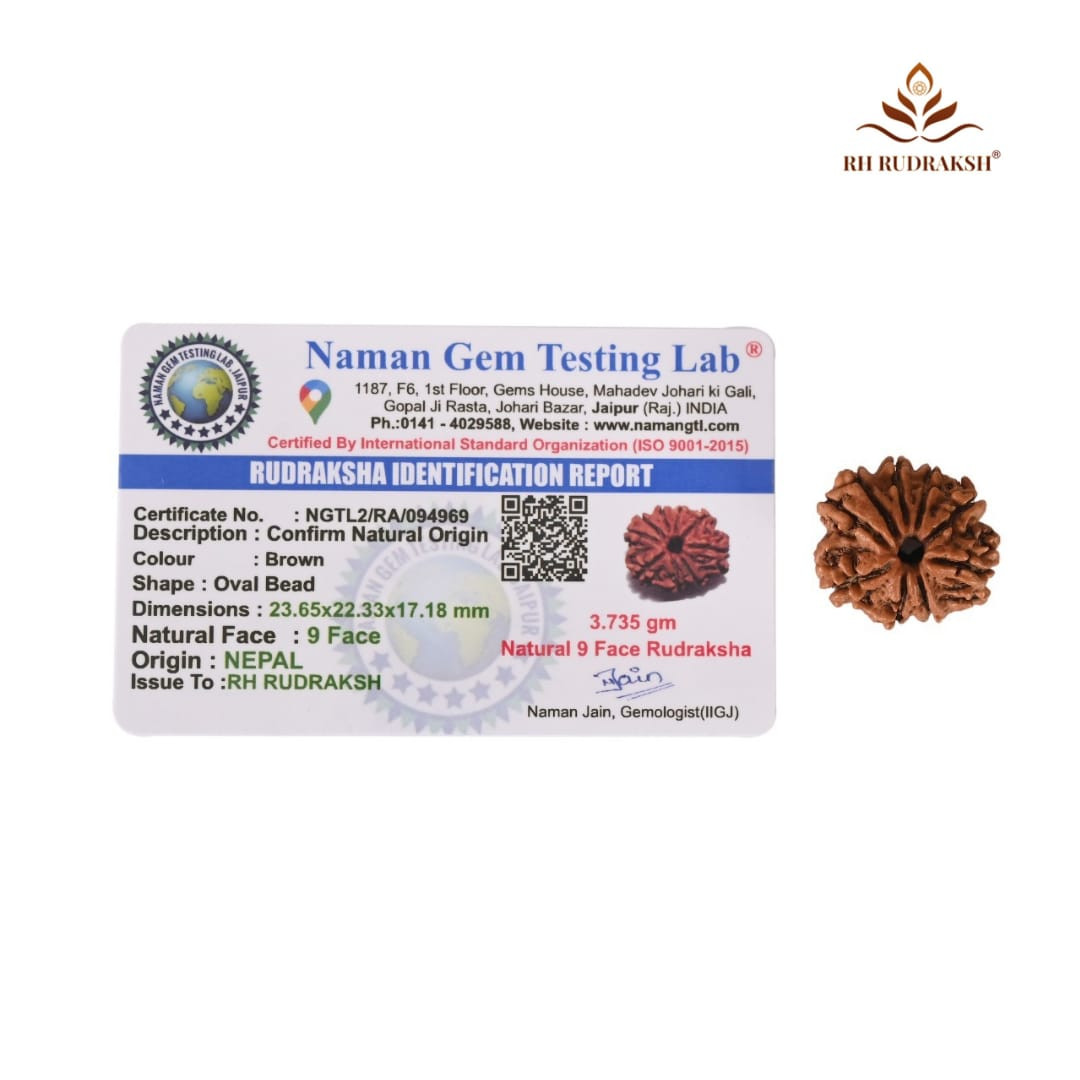 Natural 9 Mukhi Collector Rudraksh Nepali