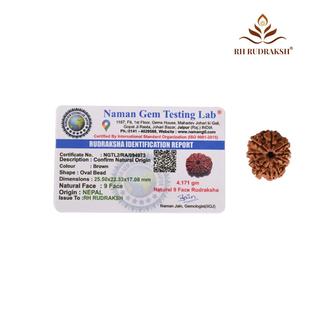 Natural 9 Mukhi Collector Rudraksh Nepali