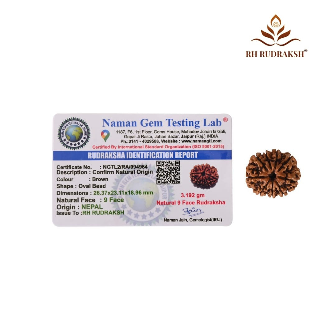 Natural 9 Mukhi Collector Rudraksh Nepali