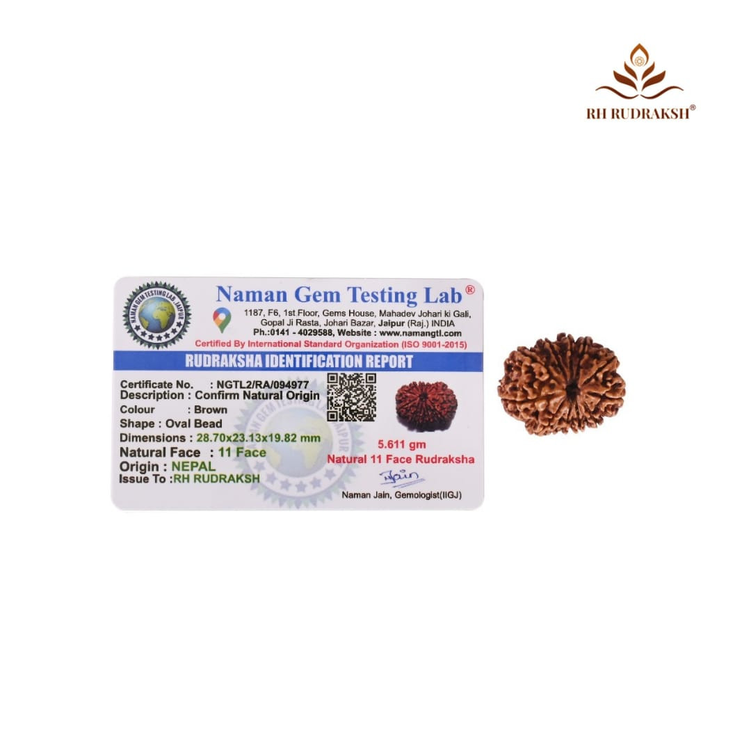 Natural 11 Mukhi Collector Rudraksh Nepali